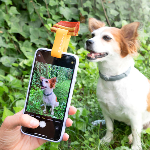 Pack Selfie Clip for Pets and Hanging Cat Hammock InnovaGoods